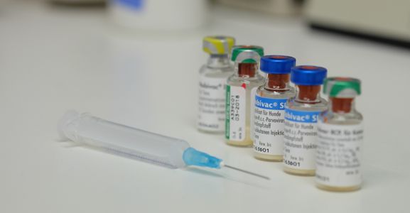 tierarzt landshut impfungen k